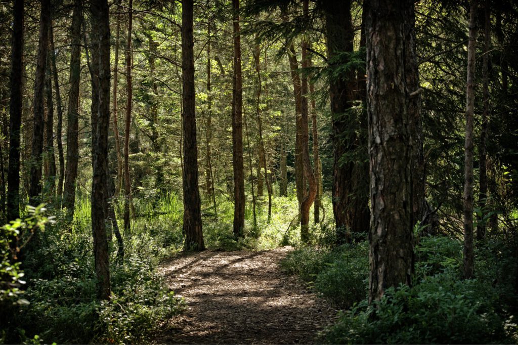Terapia naturą – kąpiele leśne